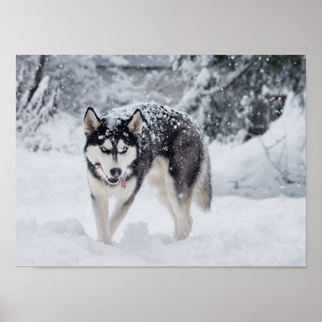 Affiche Husky dans la neige (Devant)