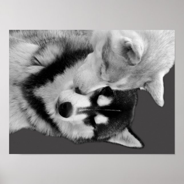 Affiche Husky Love (Devant)