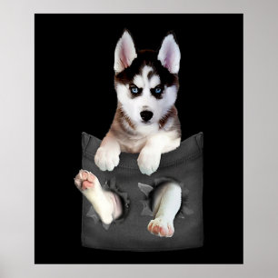 Affiche Husky Sibérien Dans Pocket Puppy