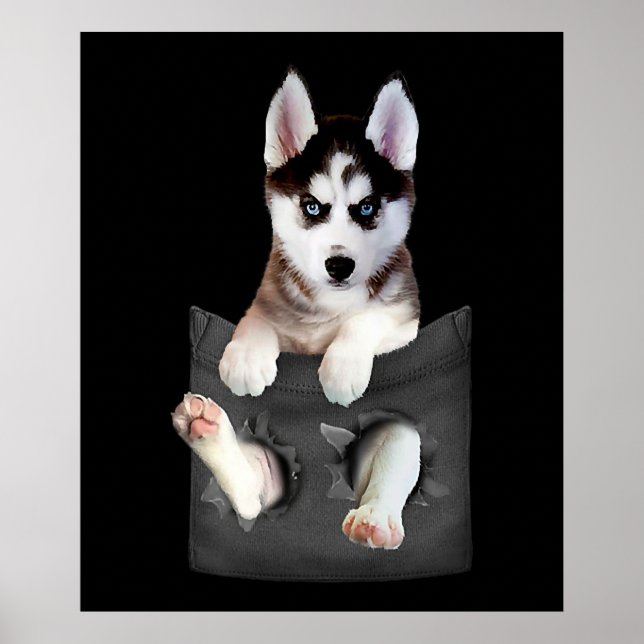 Affiche Husky Sibérien Dans Pocket Puppy (Devant)