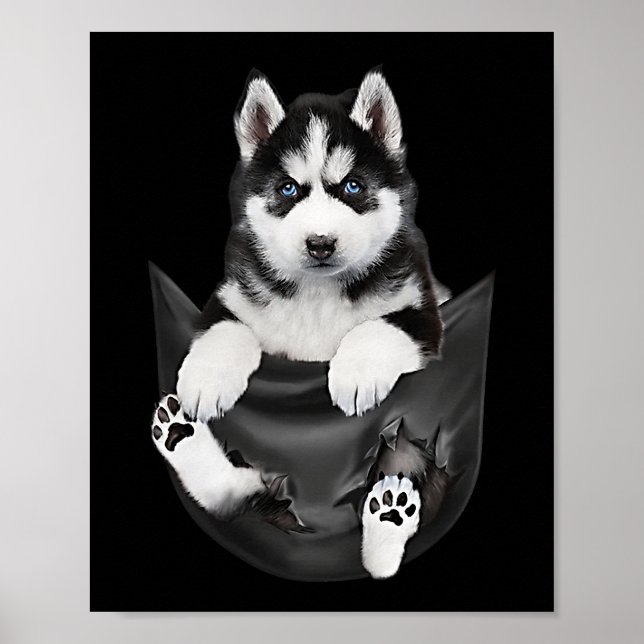 Affiche Husky Sibérien Dans Pocket Puppy (Devant)