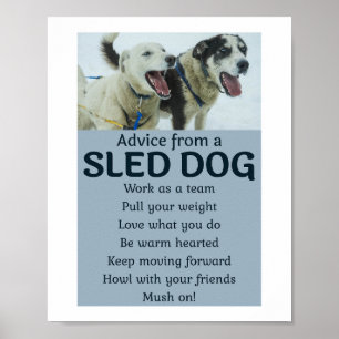 Affiche Husky Sledding Sled Chig Racing Alaskan Racers