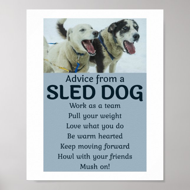 Affiche Husky Sledding Sled Chig Racing Alaskan Racers (Devant)