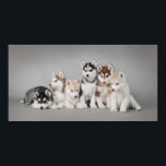 Affiche Huskys<br><div class="desc">Chiots husky sibériens</div>