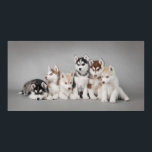Affiche Huskys<br><div class="desc">Chiots husky sibériens</div>