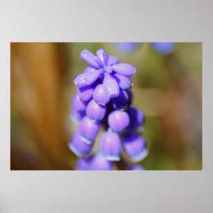 Affiche Hyacinthe de raisin