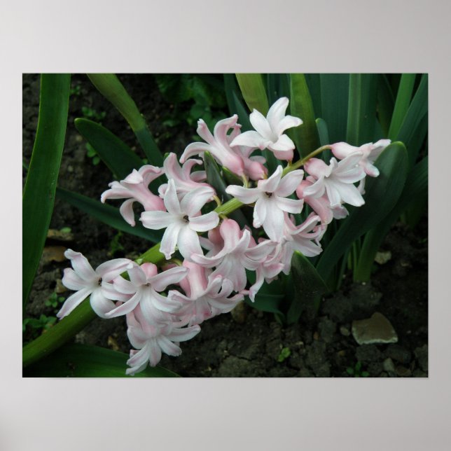 Affiche Hyacinthe en fleur Imprimer (Devant)