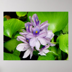 Affiche Hyacinthe violette