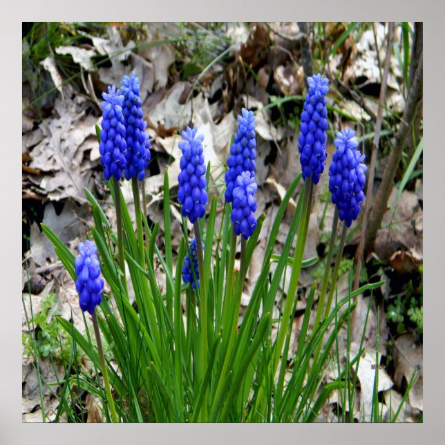 Affiche Hyacinthes de raisins.... (Devant)