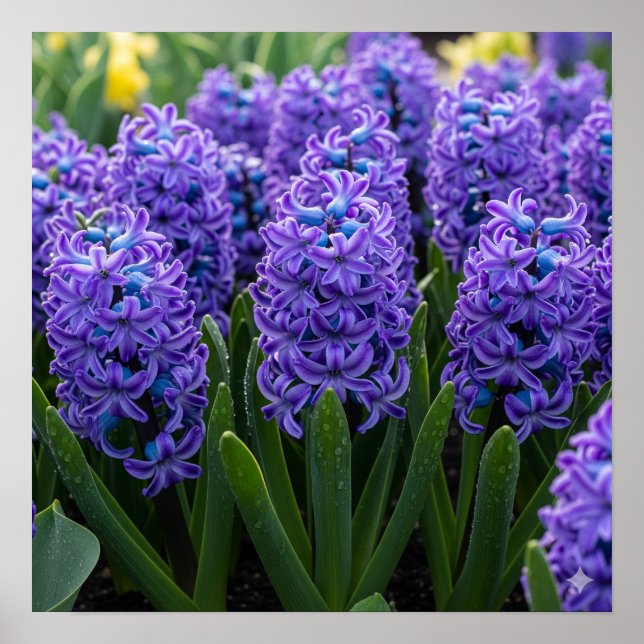 Affiche Hyacinthes en fleur (Devant)