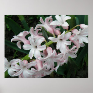 Affiche Hyacinthes Imprimer
