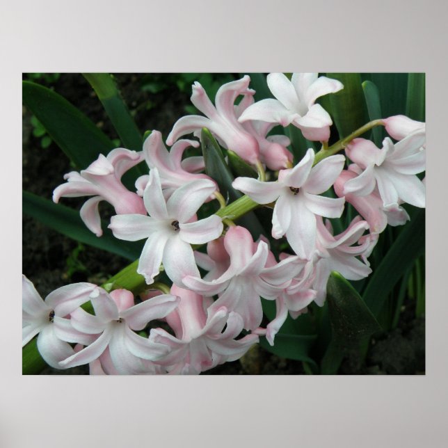 Affiche Hyacinthes Imprimer (Devant)