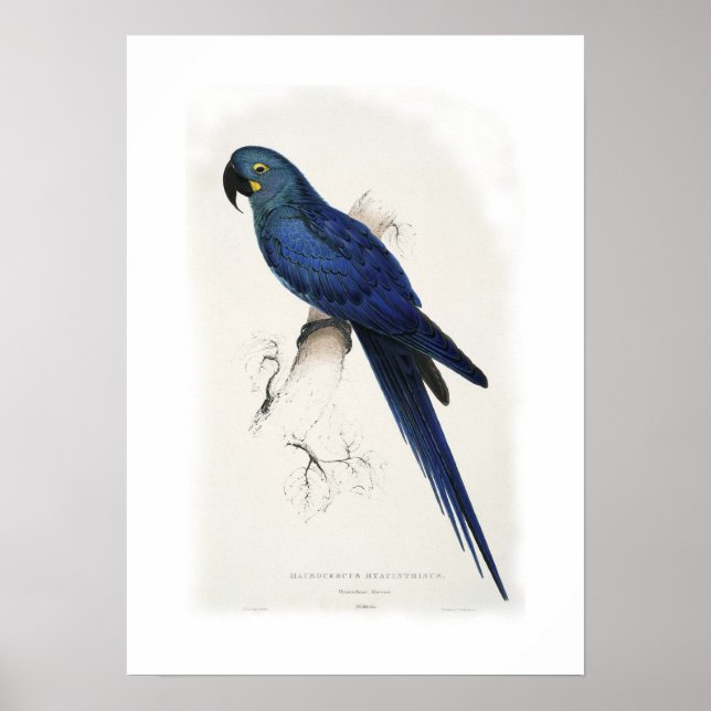 Affiche Hyacinthine macaw (Devant)