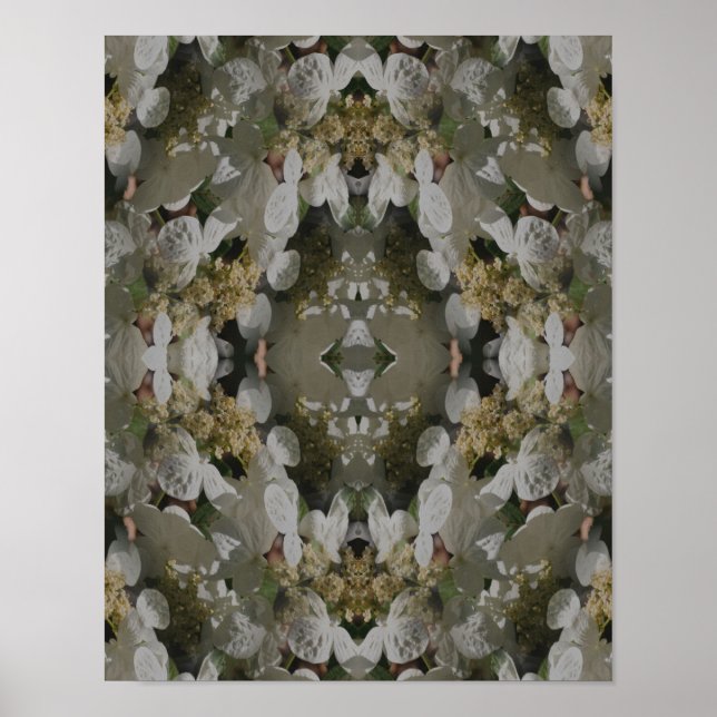 Affiche Hydrangea à capuchon de dentelle blanche Miroir Fl (Devant)