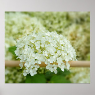 Affiche Hydrangea blanc