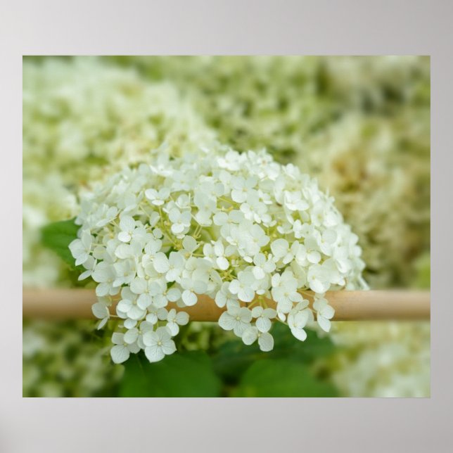 Affiche Hydrangea blanc (Devant)