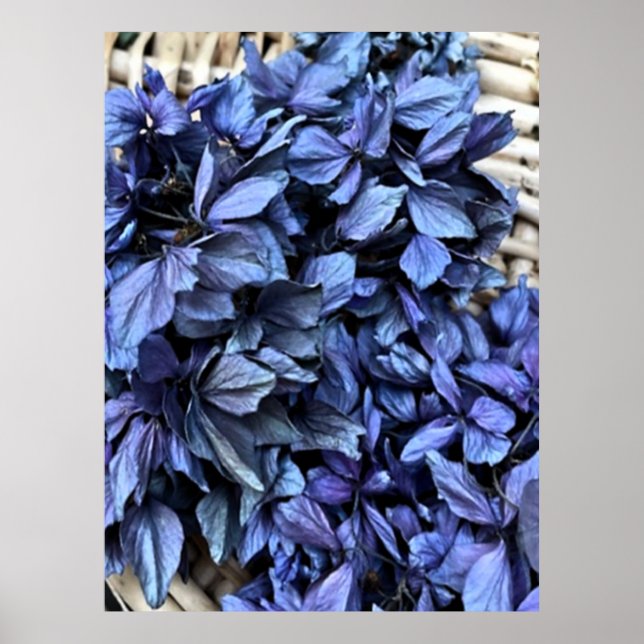 Affiche Hydrangea BLEU (Devant)