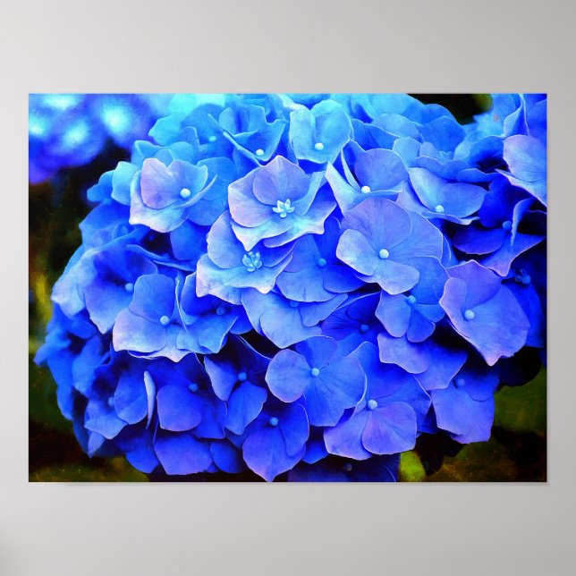 Affiche Hydrangea Blues (Devant)