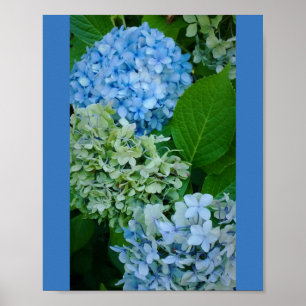 Affiche Hydrangea Flowers