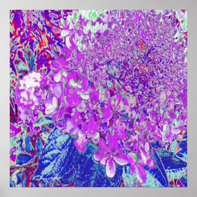 Affiche Hydrangea Limelight Élégant Violet et Bleu (Devant)
