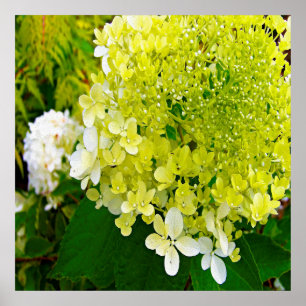 Affiche Hydrangea Limelight Vert Chartreuse Élégant