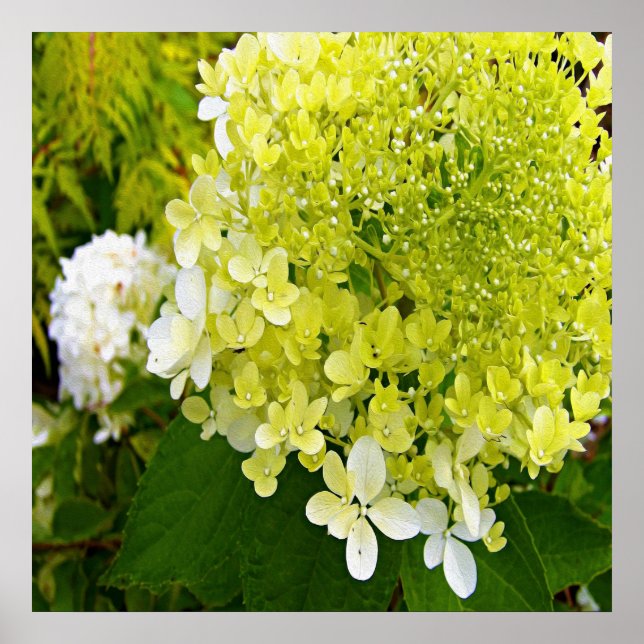 Affiche Hydrangea Limelight Vert Chartreuse Élégant (Devant)
