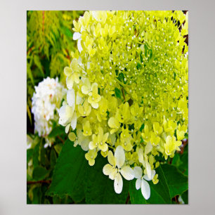 Affiche Hydrangea Limelight Vert Chartreuse Élégant