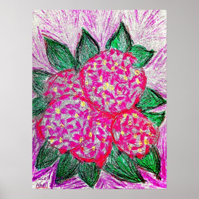 Affiche Hydrangea macrophylla (Devant)