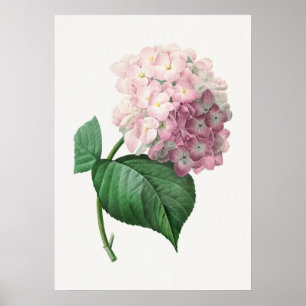 Affiche Hydrangea par Pierre-Joseph Redouté (1759–1840)