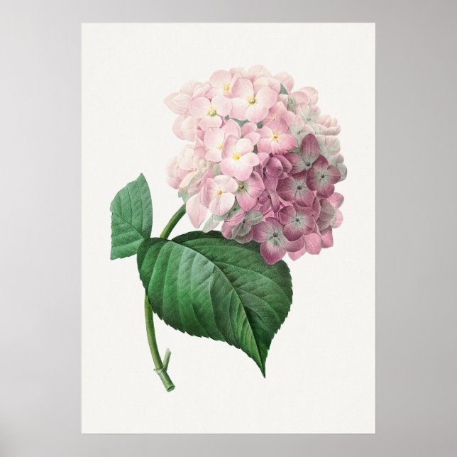 Affiche Hydrangea par Pierre-Joseph Redouté (1759–1840) (Devant)