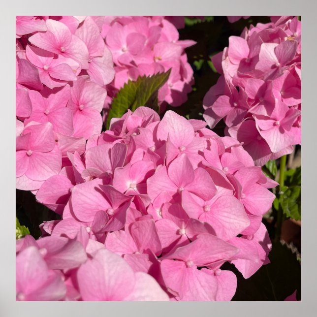 Affiche Hydrangea rose (Devant)