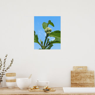Affiche Hydrangea sauvage
