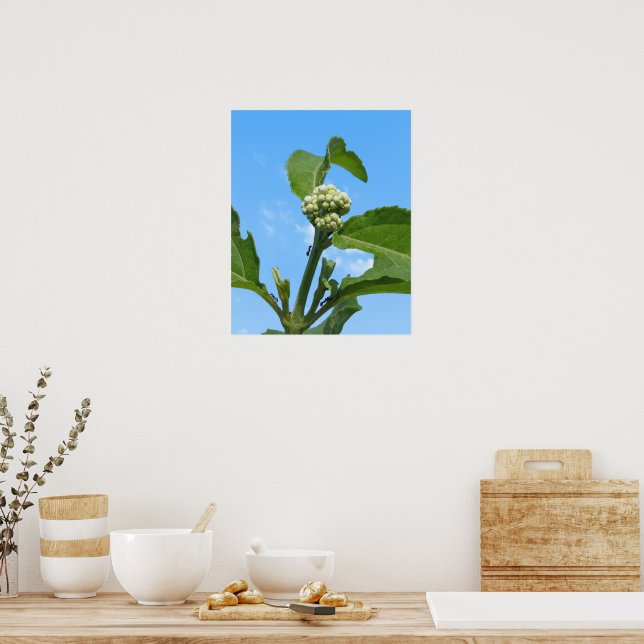 Affiche Hydrangea sauvage (Cuisine)