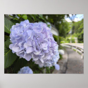 Affiche Hydrangeas au bord de la route – Photographie de n