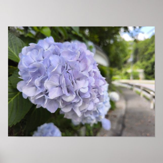 Affiche Hydrangeas au bord de la route – Photographie de n (Devant)