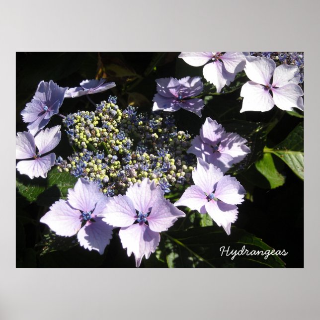 Affiche Hydrangeas Élégantes (Devant)