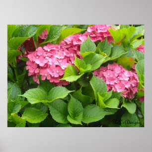 Affiche Hydrangeas en fleurs