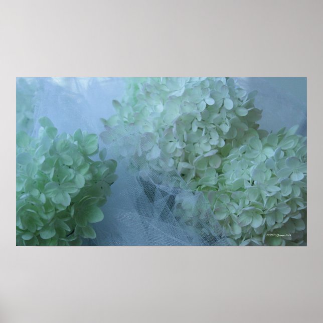 Affiche Hydrangée 19 (Devant)