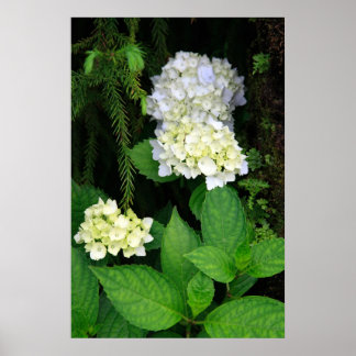 Affiche Hydrangée dans la forêt