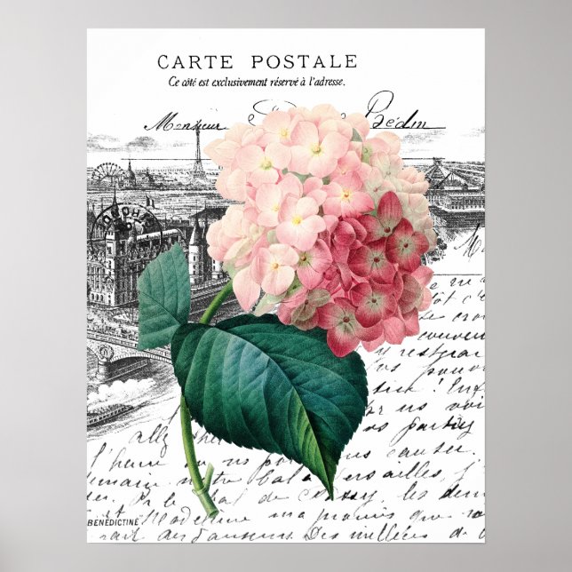 Affiche Hydrangée rose vintage (Devant)