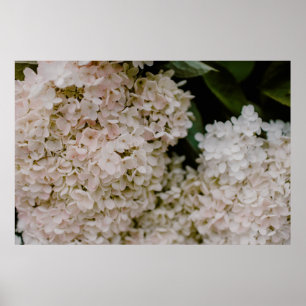 AFFICHE HYDRANGES BLANCS EN BLOOM