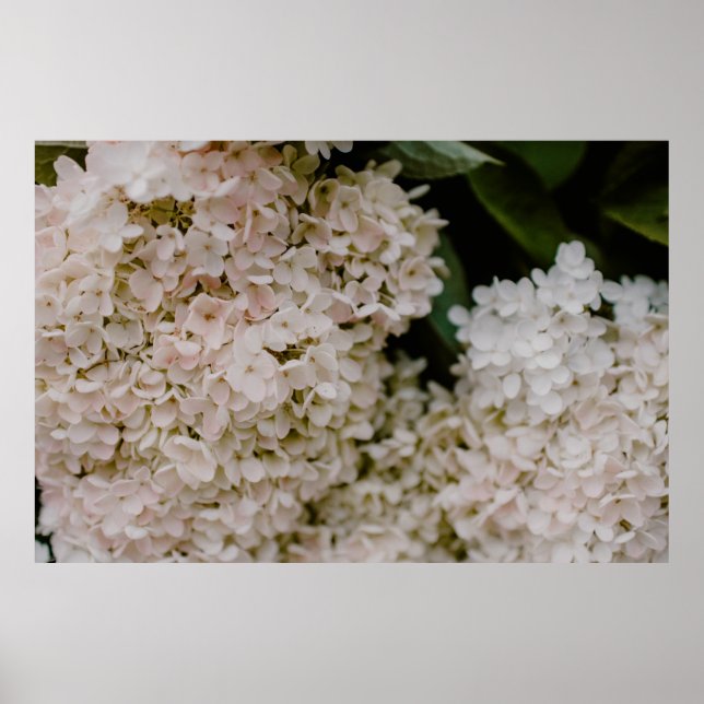 AFFICHE HYDRANGES BLANCS EN BLOOM (Devant)