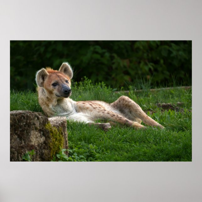 Affiche Hyena et ses sourires de la nature (Devant)