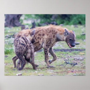 Affiche Hyena Wildlife of Africa