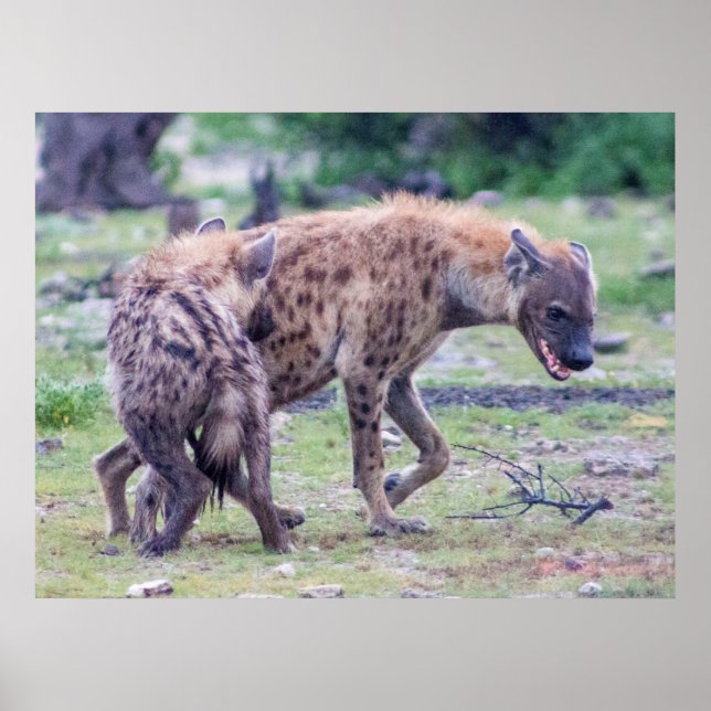 Affiche Hyena Wildlife of Africa (Devant)
