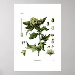 Affiche Hyoscyamus niger (Henbane noir)