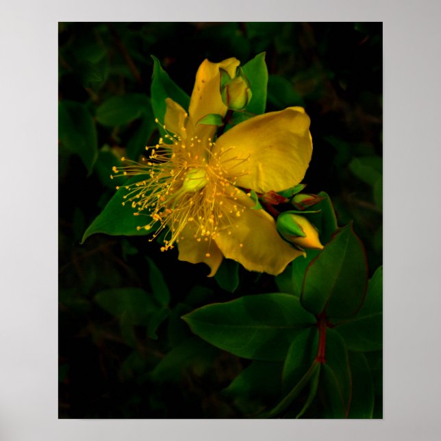 Affiche Hypernium-Fleurs de l'esprit (Devant)