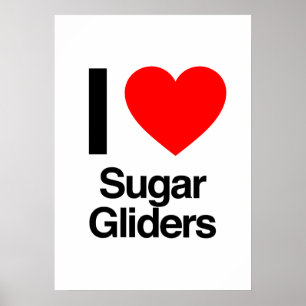 Affiche i love sugar gliders
