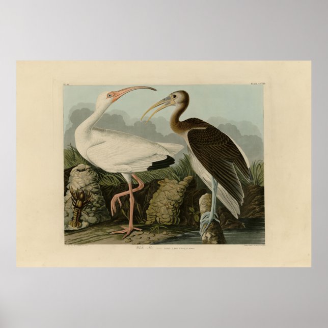 Affiche Ibis blanc - Les oiseaux d'Amérique de John James  (Devant)