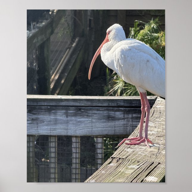 Affiche Ibis ensoleillé (Devant)